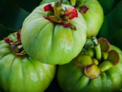 Le Garcinia Cambogia et ses propriétés pour perdre du poids