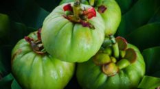 Le Garcinia Cambogia et ses propriétés pour perdre du poids